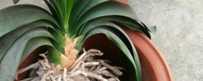 冬天给花卉换盆需要马上浇水吗，浇水保湿可加快服盆速度