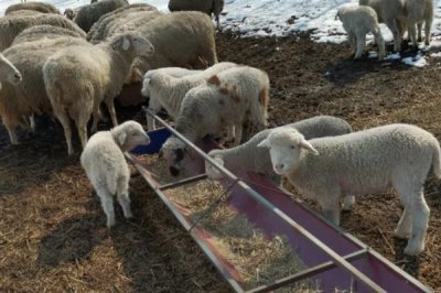 羊怎么喂养长得快，需要科学的喂养方法