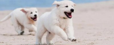 狗狗咳嗽流鼻涕的原因，可能是上火、发烧、身体素质差等