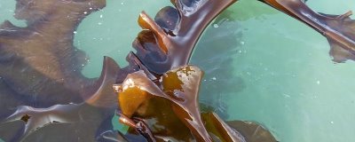 福建海带产地,是福建市的霞浦县