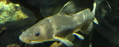 长吻鮠的价格,人工养殖的一般在12-20元一斤