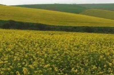 养殖油菜花的注意事项,一般在9-11月份左右种植