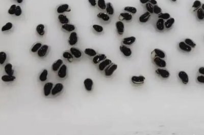 火龙果有种子吗，果肉里面的黑籽即它的种子