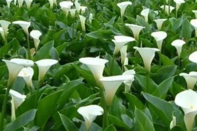 马蹄莲为何不开花,可能是缺光、施肥或浇水不当造成