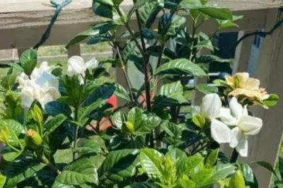 让栀子花爆盆的方法,花期要增施磷钾肥
