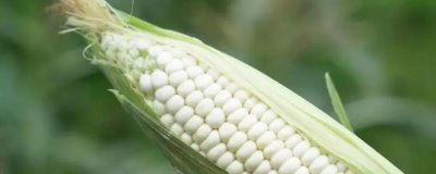 什么品种的甜糯玉米种子好,因地制宜