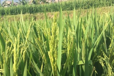缘两优丝苗水稻种子介绍,大田每亩用种量0.75公斤