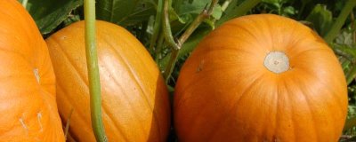 我国有哪些本土南瓜品种,蜜本南瓜可抗病毒病