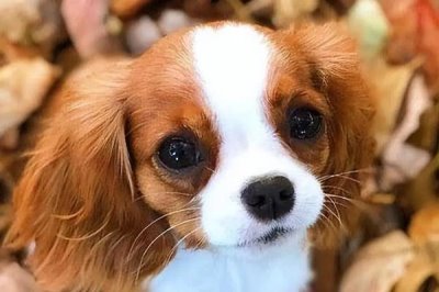 狗胀气的原因,可能是饮食不当或缺乏运动等