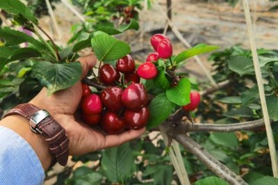 布鲁克斯樱桃苗的价格,不同地区的售价有较大差异