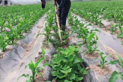 水淹玉米苗如何补救,及时将死亡或者染病严重的株苗拔除