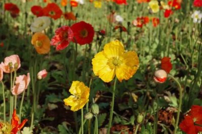 虞美人有没有毒,尽可能别在家中栽培