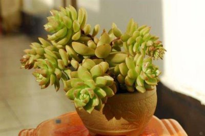 怎么把黄丽养成老桩，要充分晒光并做好浇水施肥工作