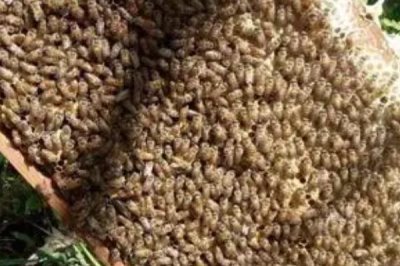 哪些人不适合养蜜蜂,主要针对这5类人群