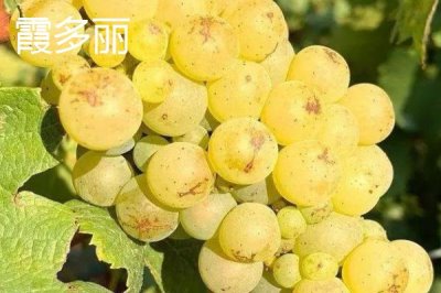 酿制葡萄酒的方法,采摘后需经过多道工序处理才能装瓶