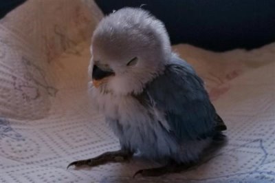 判断鹦鹉身上有虫的方式，常表现为羽毛杂乱且精神紧张