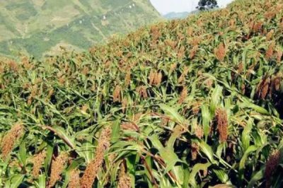 什么高粱亩产2000斤,目前没有亩产2000斤的品种