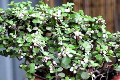 金枝玉叶掉叶原因，水分过多、缺少光照、盆土不适均会导致叶片掉落