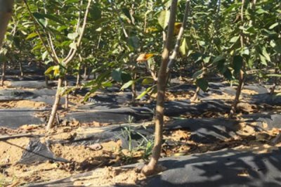 布鲁克斯樱桃苗的价格,不同地区的售价有较大差异