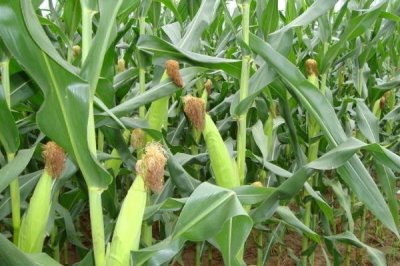 志裕1901玉米种子简介,播种至出苗注意防鼠和地下害虫