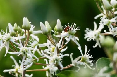 折断有白色乳汁的植物有哪些，常见的有通奶草、鹅绒藤等