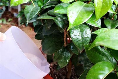 茶花如何繁殖，可扦插也可靠接