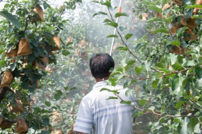 苹果高产园怎么施肥用药，萌芽至开花前第一遍用药