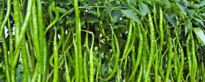 线椒怎么种植，株高达到9-12厘米时要定苗