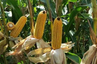 六颗星551玉米种子介绍,适宜播种期4月下旬至5月上旬