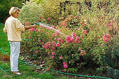 野蔷薇老杆如何扦插,尽可能在冬季或早春期间进行