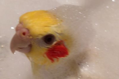 给鹦鹉洗澡要用热水还是冷水,不建议用太热或者太冷的水