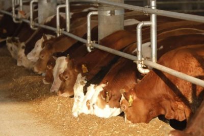 牛换毛一般在什么时候，春天和秋天都会换毛