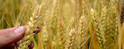 石麦33小麦种子介绍，该品种属半冬性中早熟节水品种