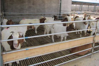 新手养羊要注意什么,分群饲养并做好免疫接种等工作