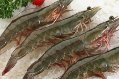 养虾过程中存在的问题,如有发病需及时治疗