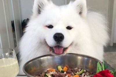 萨摩耶夏天要不要剃毛，夏天一般不需要剃毛