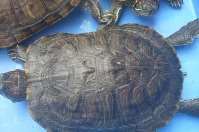 巴西龟怎么喂,要定量的给巴西龟投喂食物