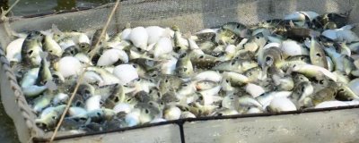 人工养殖的河豚有毒吗,含有毒素但要少于野生品种