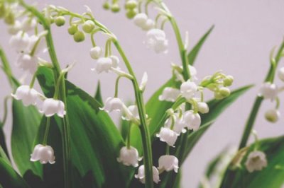 铃兰花苗的价格,因规格不同而有所差异