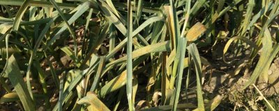 大蒜叶子有黄斑是什么病,可能是锈病或花叶病