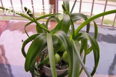 万年青的种类,不同品种各具特色