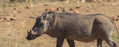 怎么避免野猪患上仔猪黄痢病，母猪临产前要对其注射相关疫苗