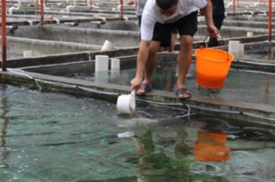 使用em菌的好处,可以提高饲料的适口性