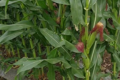 贵和玉816玉米种子特征特性,生育期120.0天