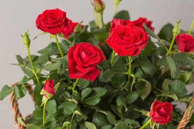 盆栽玫瑰花施什么肥料,花期之前要施加高磷钾肥