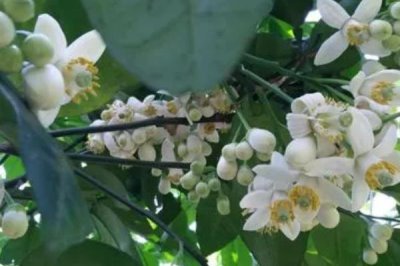 柚子如何促花保果,结果前一年控制树势可让其早开花