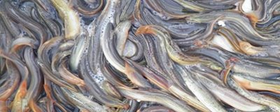 养殖泥鳅用什么饲料，可用植物性饲料和动物性饲料