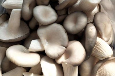 河北平山县的特产,有平山白灵菇、平山姬菇等