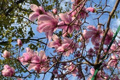 玉兰花的寓意，寓意忠贞爱情、知恩图报等