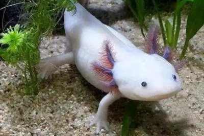 蝾螈怎么养,将水位控制在30厘米左右